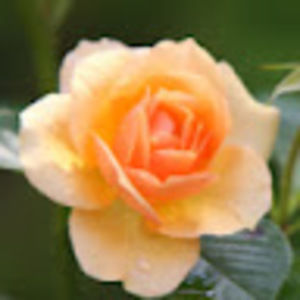 Meet your Posher, Maricelis